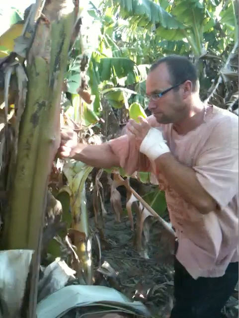סנסאיי זיו באימון בננות