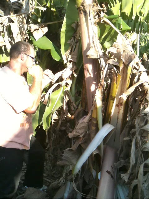 זיו פייגה, אימון בננות